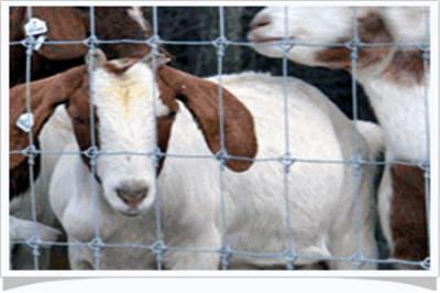 麥蓋提縣草原圍欄網(wǎng)